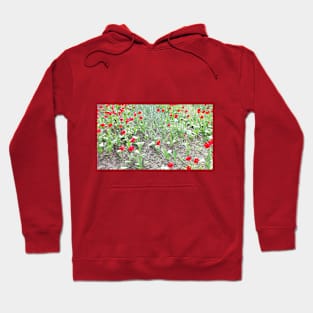 Flowers tulips, spring nature, photo Hoodie